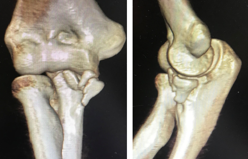 球关将史密斯之员收嘴上解剖的简单介绍
