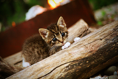 开云体育中国-意甲焦点战与灰熊强行终结新疆队，体育世界的戏剧性交织